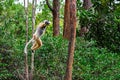 Diademed sifaka lemur Propithecus diadema Ã¢â¬â jumps, Madagascar nature